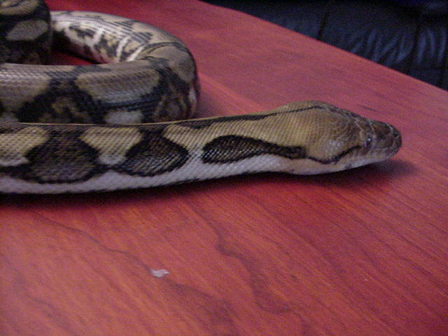 retic