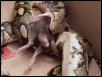 RETIC & RAT BALLS