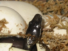 macklott python
