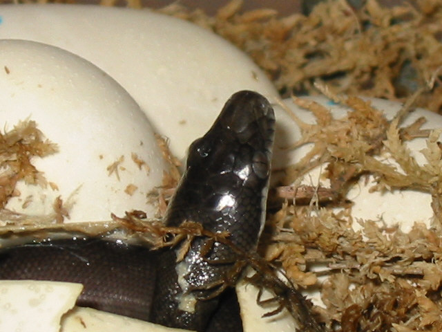 macklott python