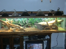 My Beardie Cage