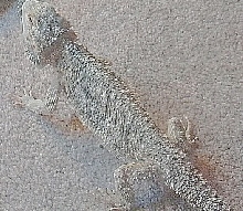Het. Leu Female