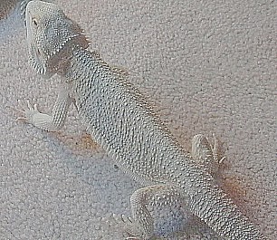 Het. Leu Female
