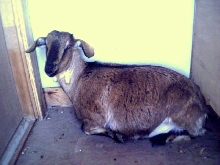 Goatie Goat