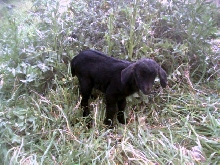 Baby