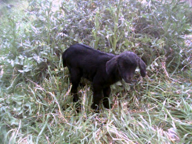 Baby