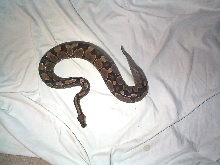 gravid bp
