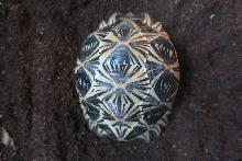 Top of 4 yr. old male Radiated tortoise