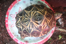 4 yr. old male Radiated tortoise finished eating.