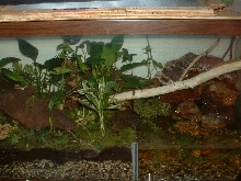 Viv.