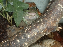 Harvey