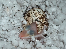 Hatching