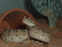 Cerastes pic
