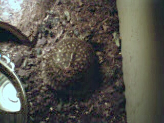 Dehlia 1