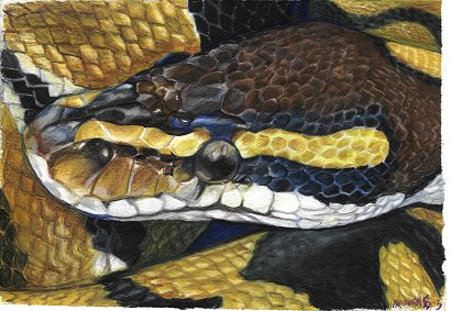 ball python colored pencil