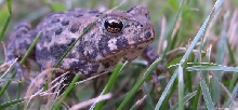american toad