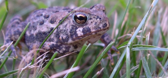 american toad