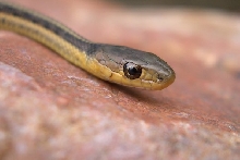 baby garter