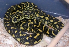 Leary 03 Female JCP