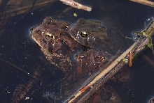 B. Americanus copulation