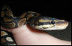 My BP Miss Cleo