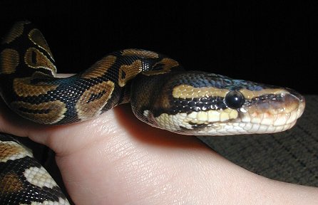 My BP Miss Cleo