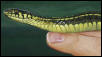 Garter Snake Painting