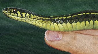 Garter Snake Painting