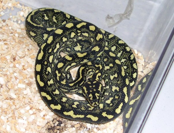 Highlighter/Price female from Andrew Hare