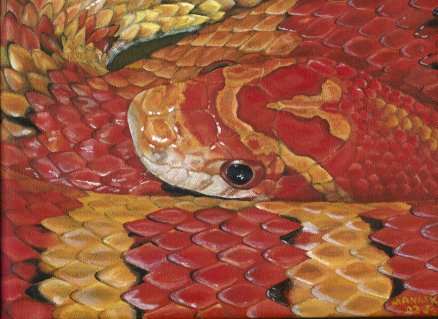 Normal corn snake