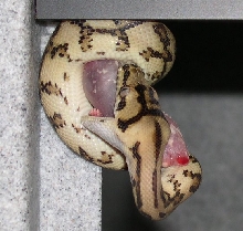 jayajag eating