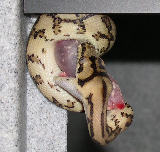 jayajag eating