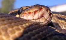 Ball Python