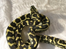 Schuett JCP by Reptilicus