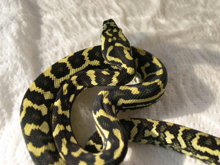 Schuett JCP by Reptilicus