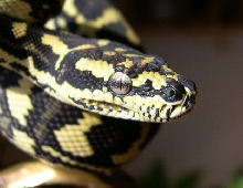 Schuett JCP by Reptilicus