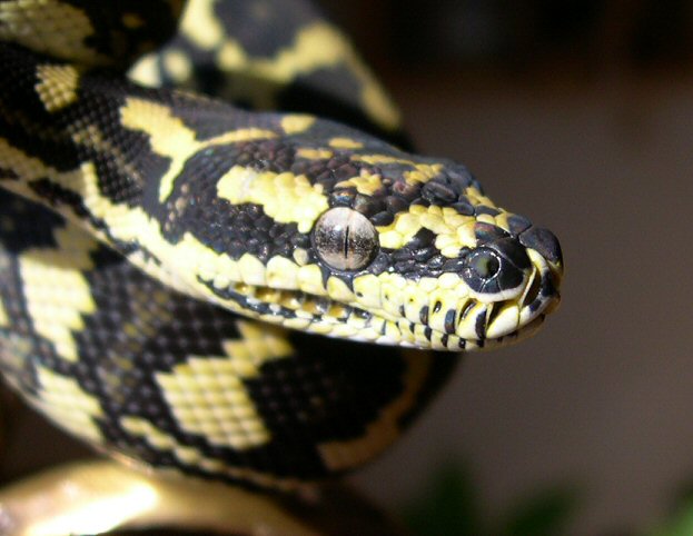 Schuett JCP by Reptilicus