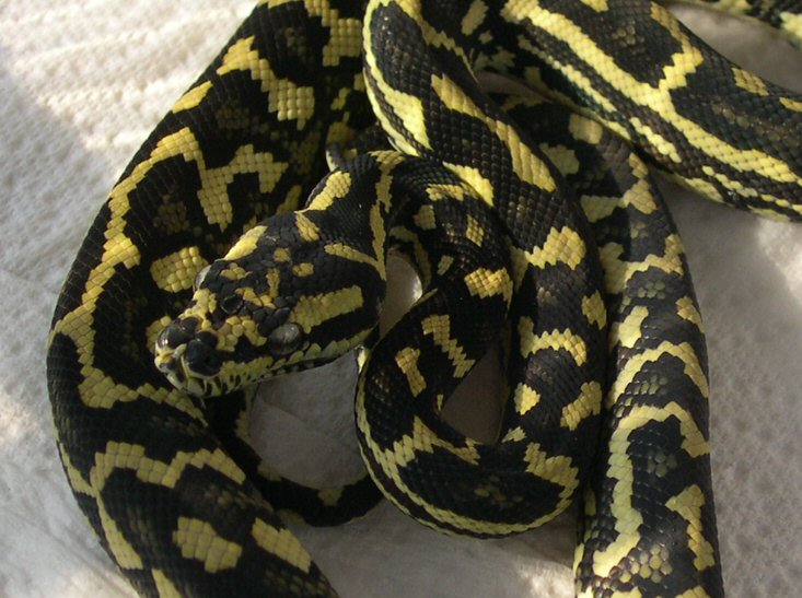 Schuett JCP by Reptilicus