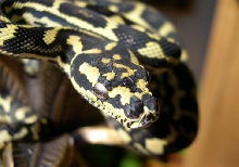Schuett JCP by Reptilicus