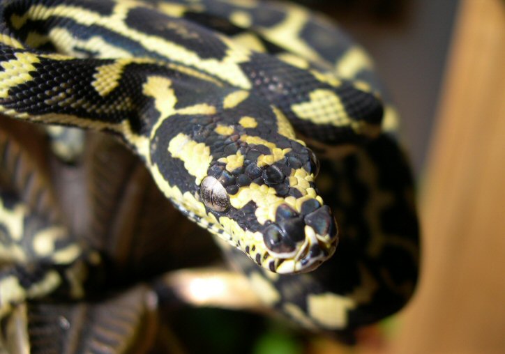 Schuett JCP by Reptilicus