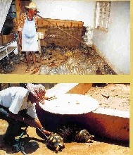 madagascar tortoise farm