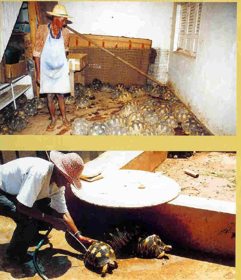 madagascar tortoise farm