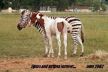 Zee and his Paint buddy