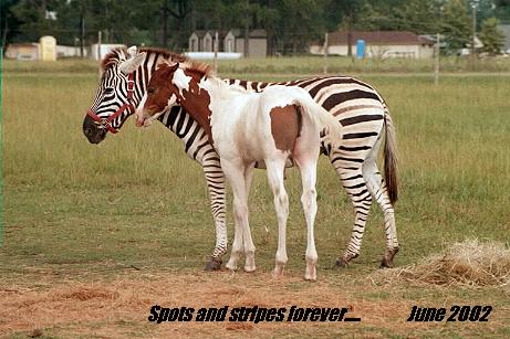 Zee and his Paint buddy