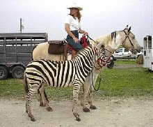 Zee's first trail ride