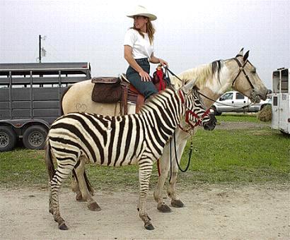 Zee's first trail ride