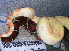boa breeding