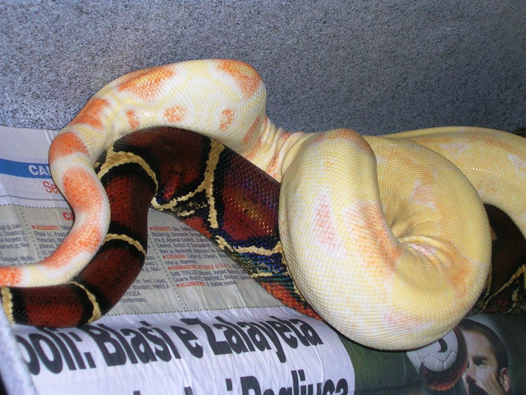 boa breeding
