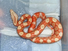 alemoz albino baby2