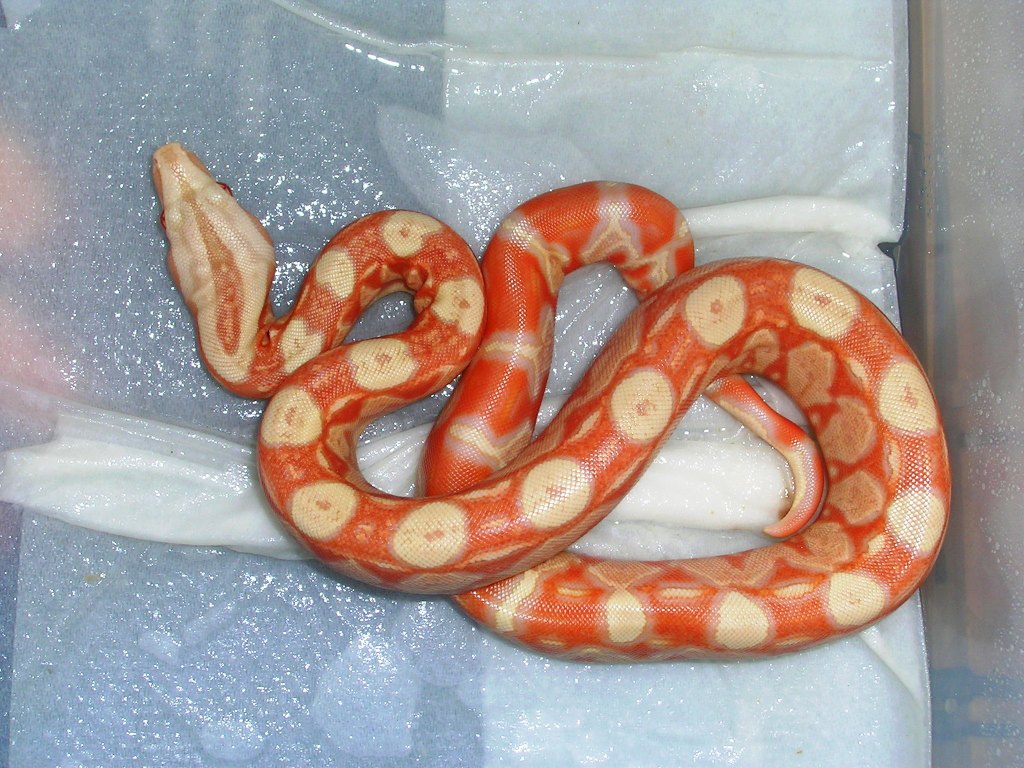 alemoz albino baby2